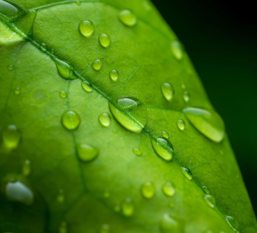 Raindrops,On,Fresh,Green,Leaves,On,A,Black,Background.,Macro